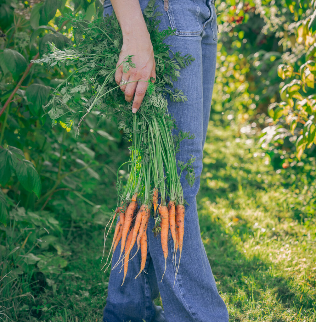 DSC09661 e1727951049561 - Démarche RSE potager cultures carottes