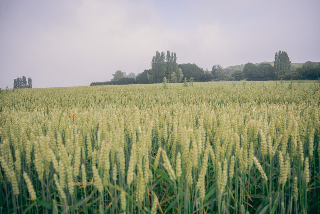 DSC06951 - Le Potager les champs vexin