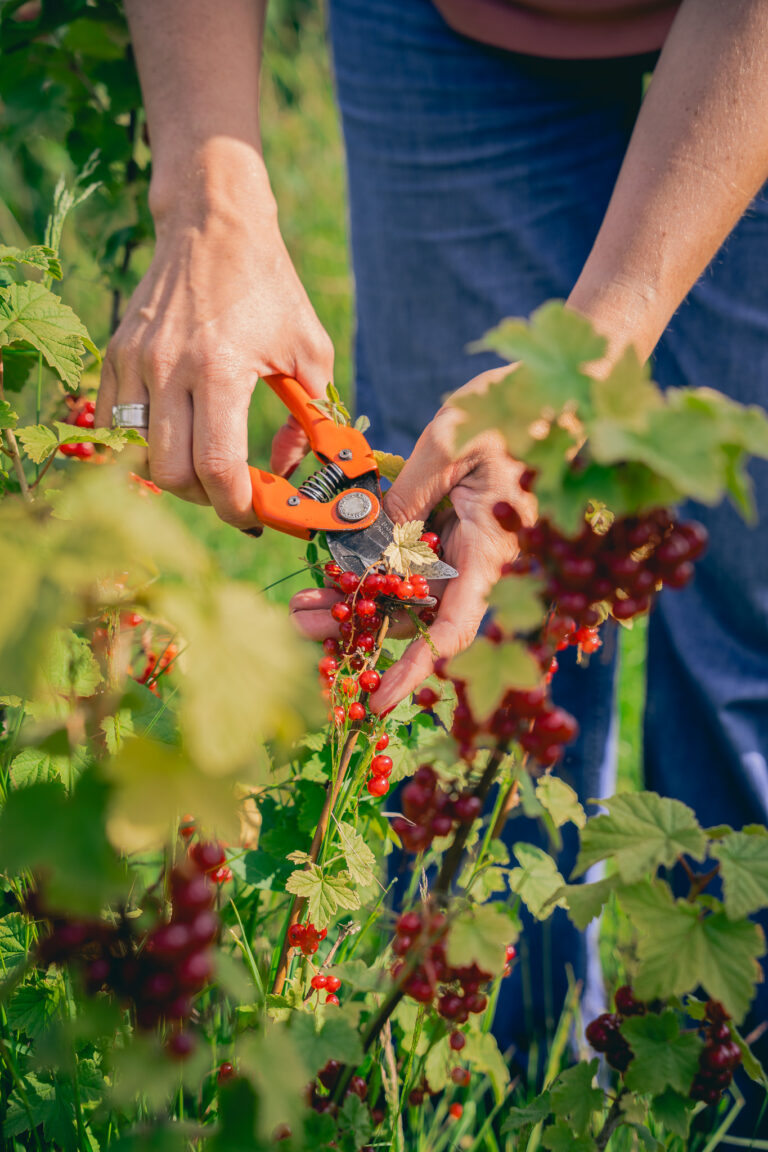 maraîchage local potager